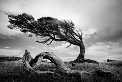 Patagonia-Tree-