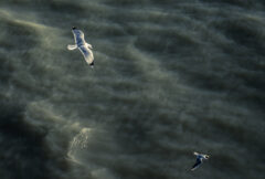 Seagul final